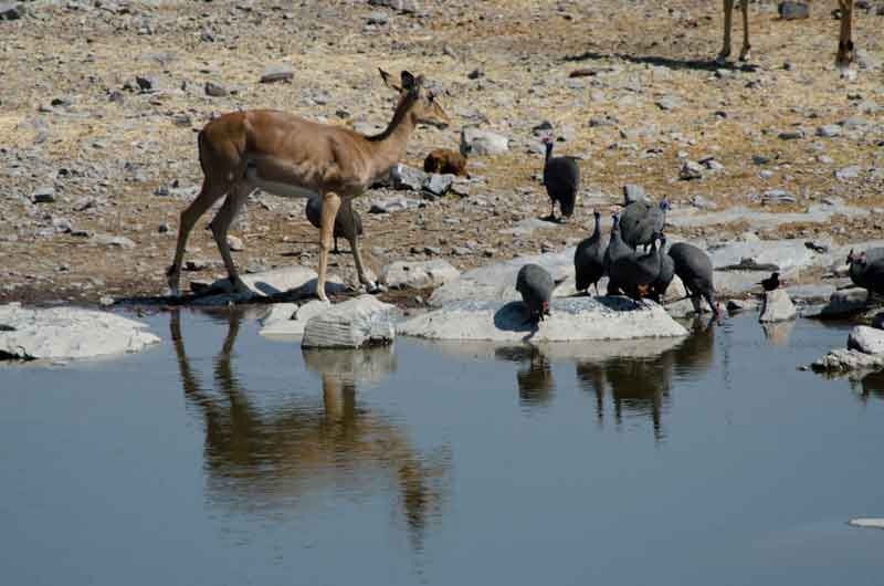 Antílope Impala - parque nacional de Etosha - Namibia 2.jpg